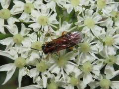 Athalia rosae