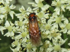 Athalia rosae