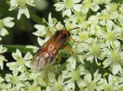 Athalia rosae