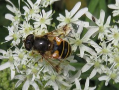 Eristalis horticola