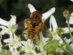 Parhelophilus versicolor