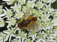 Parhelophilus versicolor