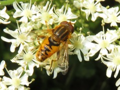 Parhelophilus versicolor