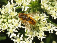 Parhelophilus versicolor