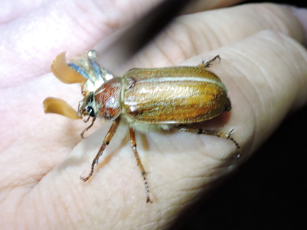Polyphylla pottsorum