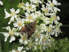 Anthophila fabriciana