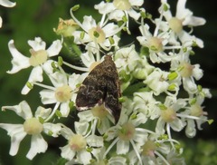 Anthophila fabriciana