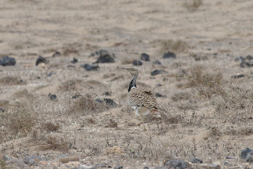 hubara (Chlamydotis undulata)