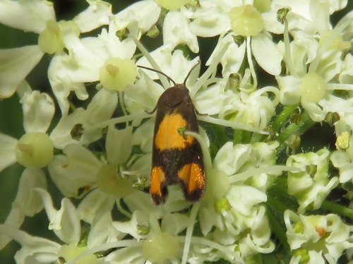 Orange-spot Piercer