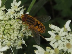 Parhelophilus versicolor