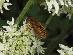 Parhelophilus versicolor