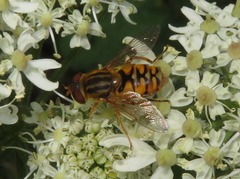 Parhelophilus versicolor