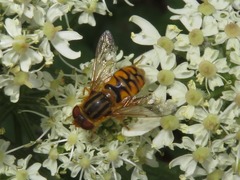 Parhelophilus versicolor