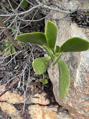 Cotyledon barbeyi
