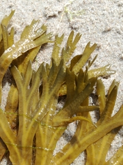 Fucus spiralis