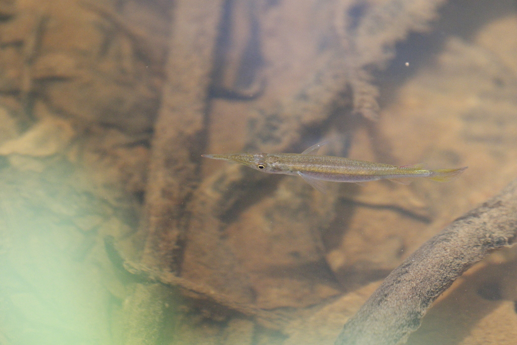 Dermogenys bispina