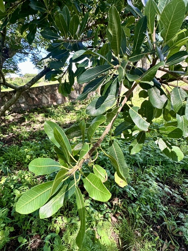 Foto de Gameleira