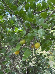 Aberia caffra (Aberia caffra)
