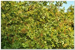 Pistacia atlantica mutica