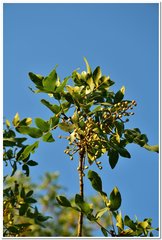 Pistacia atlantica mutica