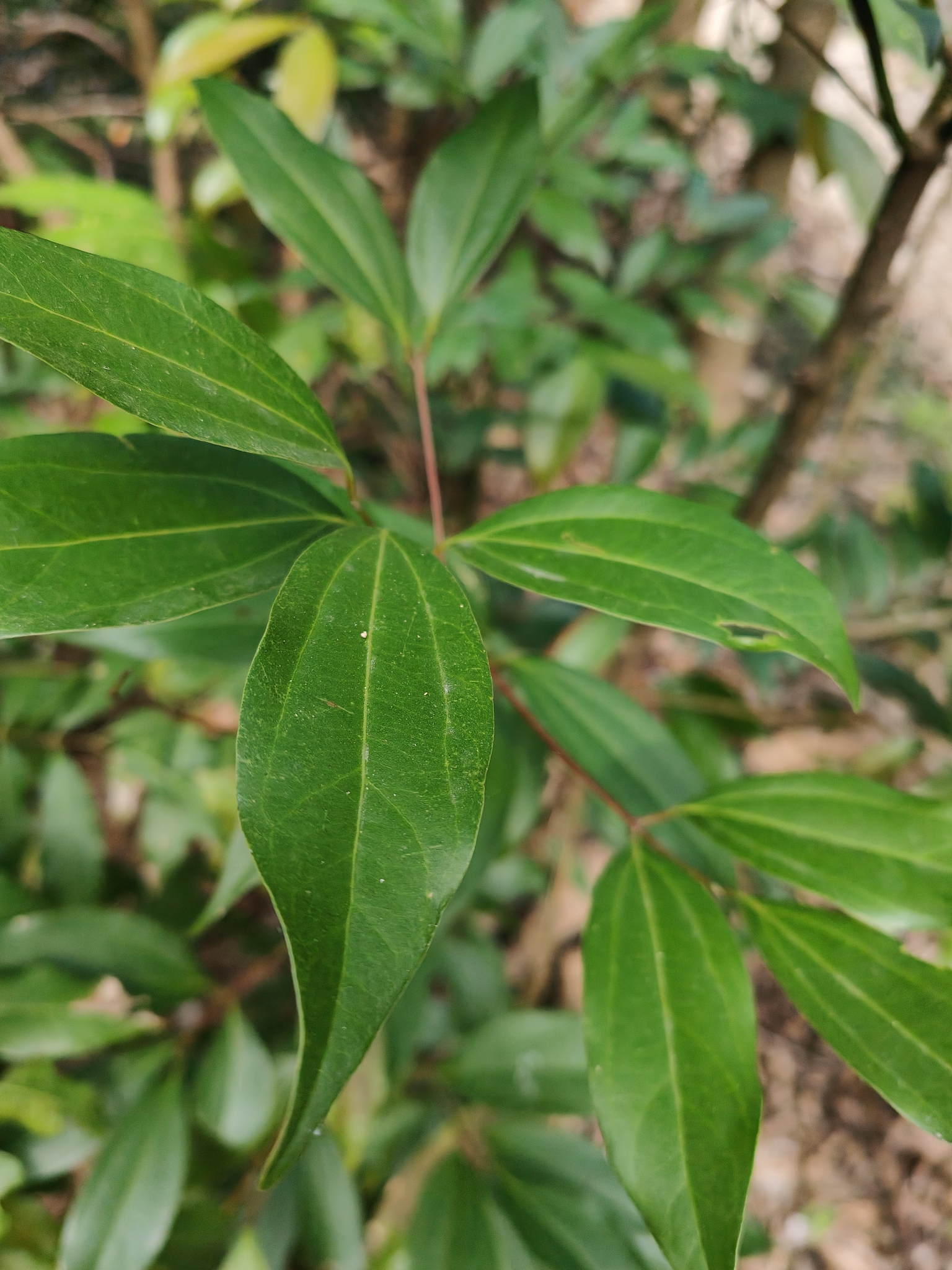 Imagem de Canela-da-China