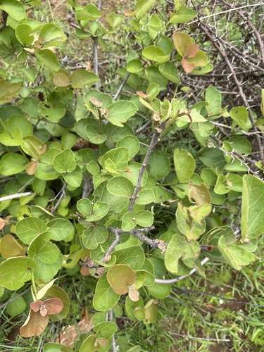 Foto de Maiden's Bush