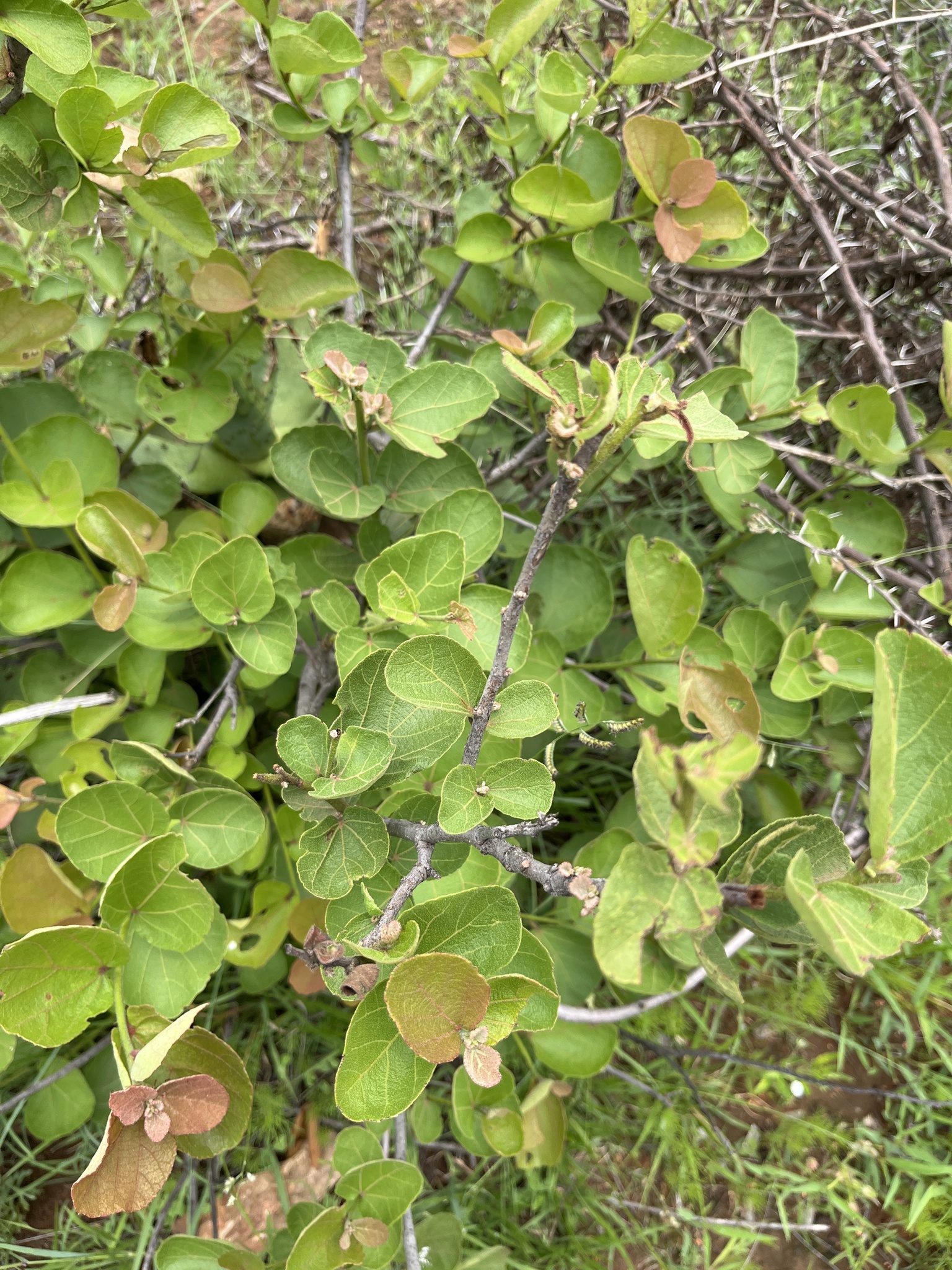 Imagem de Maiden's Bush
