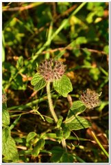 Clinopodium caucasicum