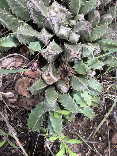 Ceropegia stapelioides