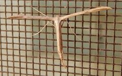 Pterophorini