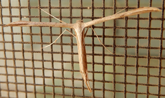 Pterophorini