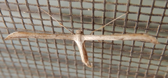 Pterophorini