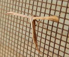 Pterophorini