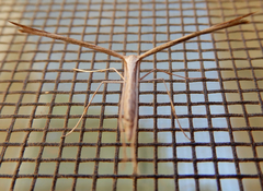 Pterophorini