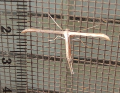 Pterophorini