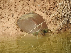 Apalone spinifera emoryi