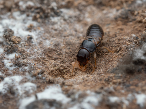 Representative image of Kalotermes