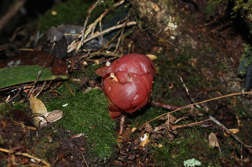Balanophora lowii