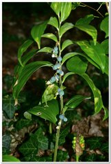 Polygonatum latifolium