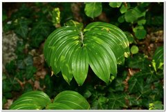 Polygonatum latifolium