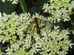 Ptychoptera albimana