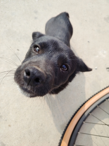 Domestic Dog