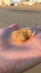 Clathria prolifera