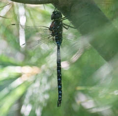 Aeshna interrupta interrupta