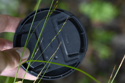 Carex gentilis, photograph 5