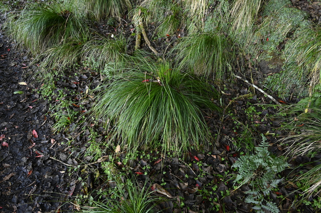Carex gentilis; photograph (c) 曾昱承 Yu-Cheng Zeng, some rights reserved (CC BY)