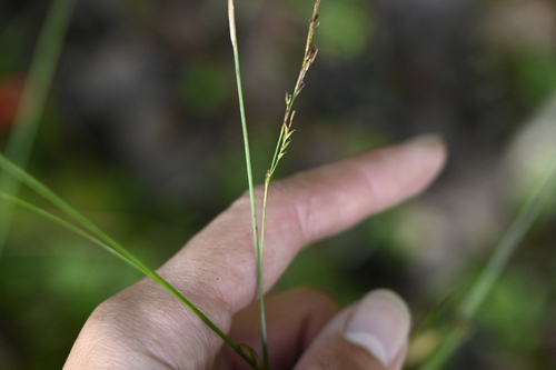 Carex gentilis, photograph 6