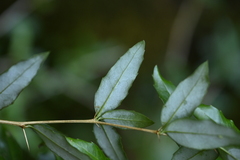 Berberis aristatoserrulata, photograph 曾昱承 Yu-Cheng Zeng, CC BY, iNaturalist via GBIF