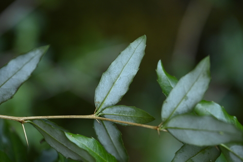 Berberis aristatoserrulata, photograph 4