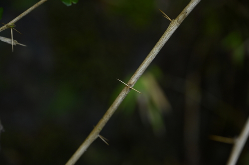 Berberis aristatoserrulata, photograph 6